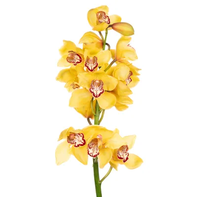 Орхидея цимбидиум – Цвет`ок – дорогая цветочная лавка