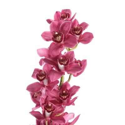 Орхидея Цимбидиум белая (70 см) - Цветочный Маркет 24 в Видном