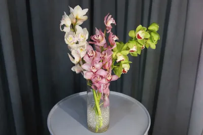 🌷 Цимбидиум ла ви стелла купить оптом в Москве | Орхидеи в «7ЦВЕТОВ»🌺