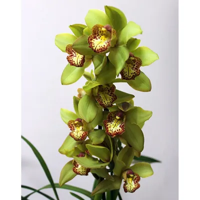 Букет из орхидей Цимбидиум - заказать доставку цветов в Москве от Leto  Flowers