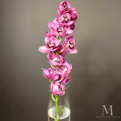 🌷 Цимбидиум бароло купить оптом в Москве | Орхидеи в «7ЦВЕТОВ»🌺