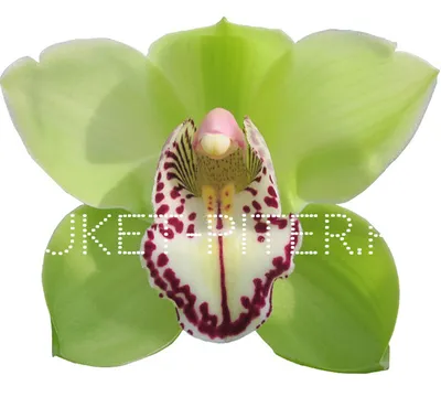 Орхидея Цимбидиум - Цветочная мастерская Ангаж