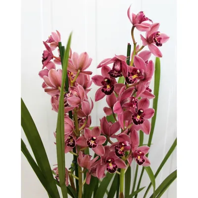 Букет цветов «Орхидеи цимбидиум» заказать с доставкой в Краснодаре по цене  9 440 руб.