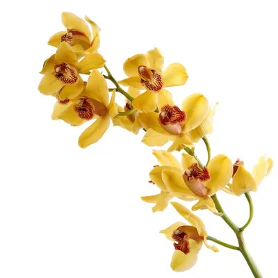 Купить Цветы поштучно Орхидея Цимбидиум красная в Красноярске, заказ онлайн