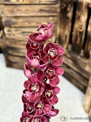 Орхидея цимбидиум. Купить цимбидиум в интернет магазине