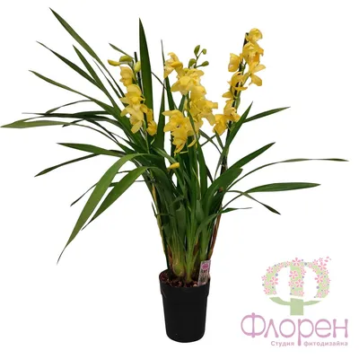 Орхидея Цимбидиум ветка оранжевая - заказать и купить цветы с доставкой |  Donpion