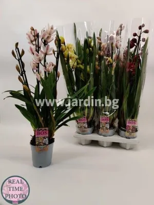 Корзина из орхидей цимбидиум, артикул F32833 - 21999 рублей, доставка по  городу. Flawery - доставка цветов в Москве