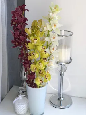 Орхидея Цимбидиум Желтая 4 цветоноса №3 – Купить Орхидея Цимбидиум Желтая 4  цветоноса №3 в Киеве с доставкой