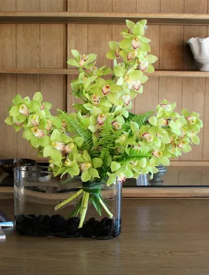 Орхидея Цимбидиум - Жардин