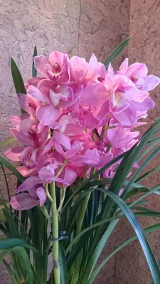 Букет из орхидей цимбидиум - купить Другие цветы ☎ 8 (964) 914-35-62  Быстрая Бесплатная Доставка по Краснодару✓ Моre Цветов