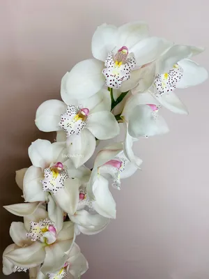 Тропический цимбидиум – цветы с доставкой в Брянске | Iris32