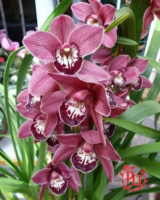 Орхидея цимбидиум. Купить цимбидиум в интернет магазине