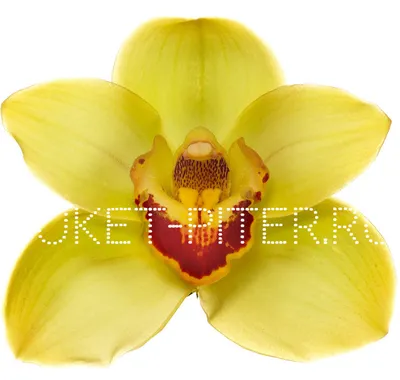 Букет цветов цимбидиум ветка орхидеи розовые розы и эвкалипт - royalflowers