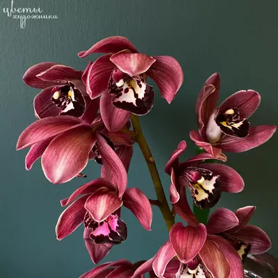 Орхидея цимбидиум - уход в домашних условиях, пересадка, выращивание  орхидеи цимбидиум, фото и видео