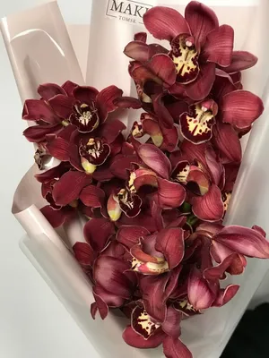 Орхидея цимбидиум, артикул F37059 - 16999 рублей, доставка по городу.  Flawery - доставка цветов в Москве