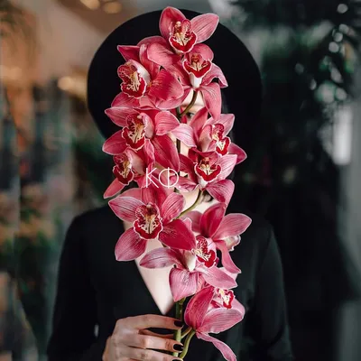 Доставка орхидея цимбидиум микс по Караганде - Арт-букет