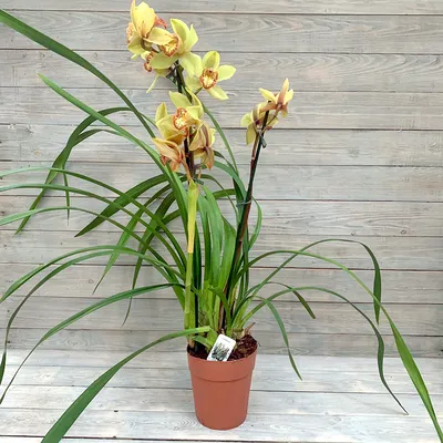 Орхидея цимбидиум микс 80 см от склада цветов цветы оптом 24 ру с доставкой  по СПб 24 часа