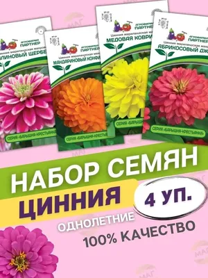 Ниска циния - семена - Drebolii.com