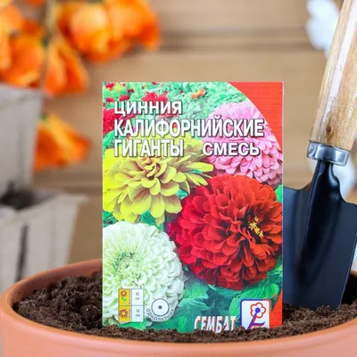 Семена цветов Циния 'Полярный медведь', 0,3 г в Бишкеке купить по  ☝доступной цене в Кыргызстане ▶️ max.kg