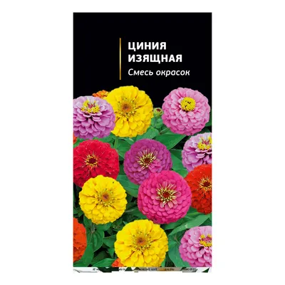 Семена Цветы, Цинния, Фиолетовая королева, 0.4 г, георгиноцветковая,  цветная упаковка, Поиск в Москве: цены, фото, отзывы - купить в  интернет-магазине Порядок.ру