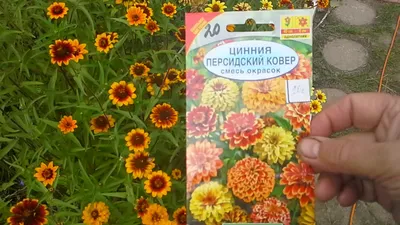 Купить семена Цинния Персидский ковёр, смесь в магазине Первые Семена по  цене 28 руб.