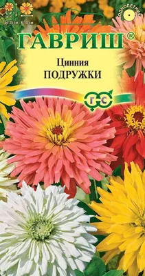 11 цинний, которые вы обязаны вырастить в своем саду | В цветнике  (Огород.ru)