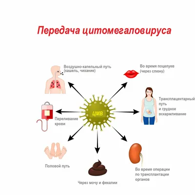 8 видов герпеса: от «простуды» на губе до злокачественной опухоли | LabHub  | Дзен