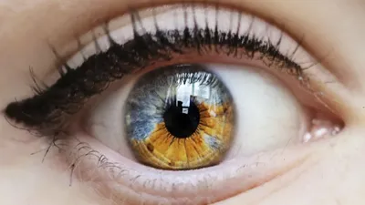 От чего зависит цвет глаз человека «Ochkov.net»