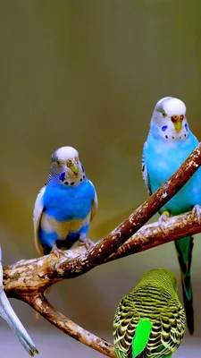 Цвета волнистых попугаев (30 фото) в 2023 г | Попугай, Домашние птицы, Цветы