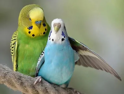 Болезни волнистых попугаев 🦜 Симптомы и лечение | Pet7