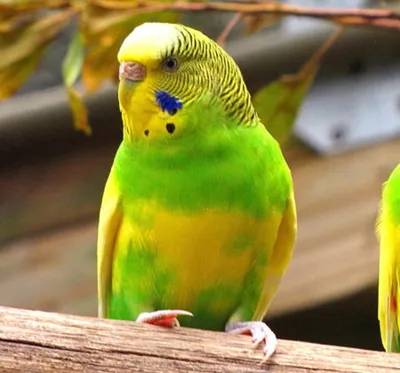 Волнистый попугайчик — Википедия