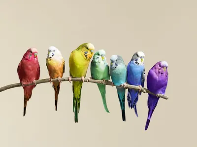 Цвета волнистых попугаев - 78 фото