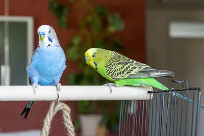 Окрасы попугаев | попугаи