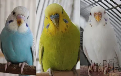 Волнистые попугаи - описание, содержание, уход и фото
