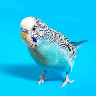 Цвет волнистого попугая в природе - 61 фото