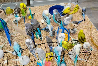 Волнистый попугай голубого цвета (50 фото) - красивые фото и картинки  pofoto.club