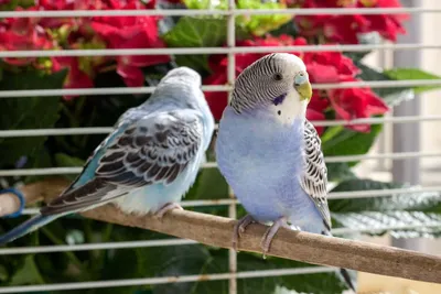 волнистые попугаи зелёного и синего цвета, самка и самец сидят на сиреневой  палочке возле колокола Стоковое Изображение - изображение насчитывающей  волнисто, мужчина: 217478655