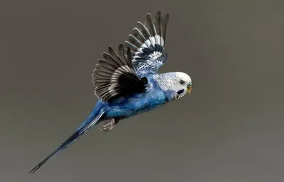 Опалиновый кобальтовый цвет волнистого попугая