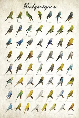 Виды волнистых попугаев - картинки и фото poknok.art