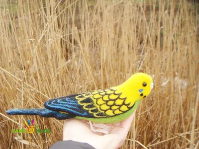 Волнистый попугай: виды, цвета, как выглядят, описание