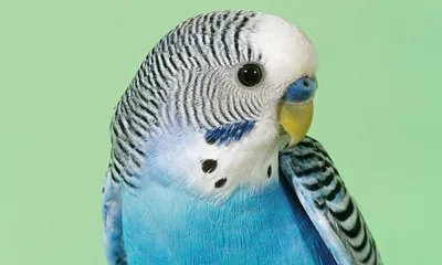 Волнистый попугай (сухое валяние)