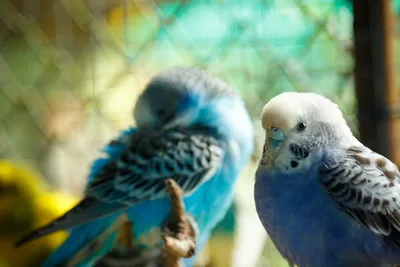 Happy Jungle корм для волнистых попугаев - 500 г - купить в Москве |  КотМатрос