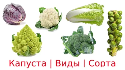 Лучше сорта цветной капусты - Agro-Market