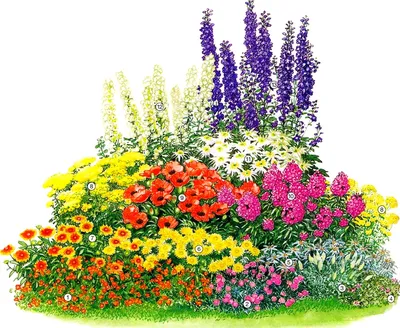 Однолетники и многолетники для клумбы непрерывного цветения: какие цветы  выбрать, схема с описанием | ivd.ru