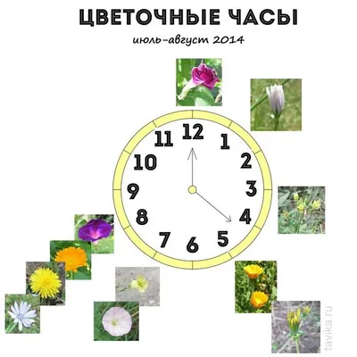 цветочные часы | Часы, Детские эксперименты, Для детей
