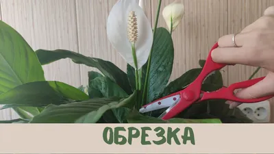 Огород и дача/ Garden and flowers. - Цветок \"Женское счастье\" Существуют  такие комнатные цветы, которые есть практически в каждом доме. Но многие  даже не знают как они называются, не говоря уже, как