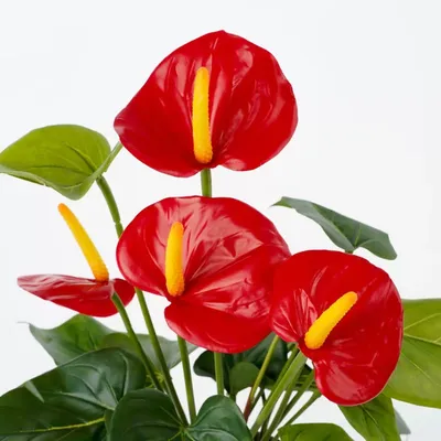 Цветок Спатифиллиум(дамское счастье): 100 грн. - Комнатные растения  Черноморск на Olx