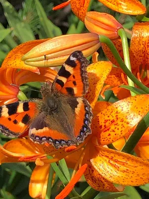 Крапивница бабочки и розовый цветок Стоковое Фото - изображение  насчитывающей природа, день: 142700484
