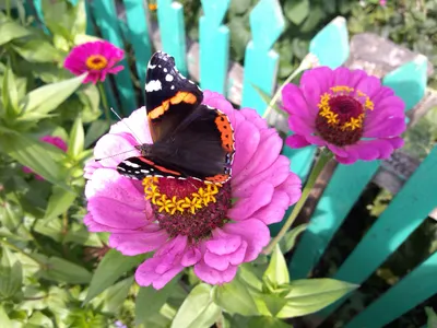 Фотография | Цветы Астры Татарской и бабочка Крапивница | Пикабу