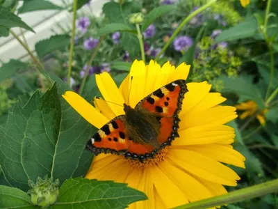 Крапивница бабочки сидит на цветке лаванды в поле. | Премиум Фото